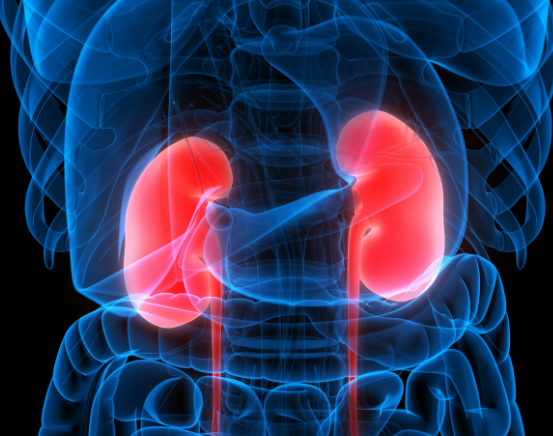 恐：固肾之警与伤肾之危